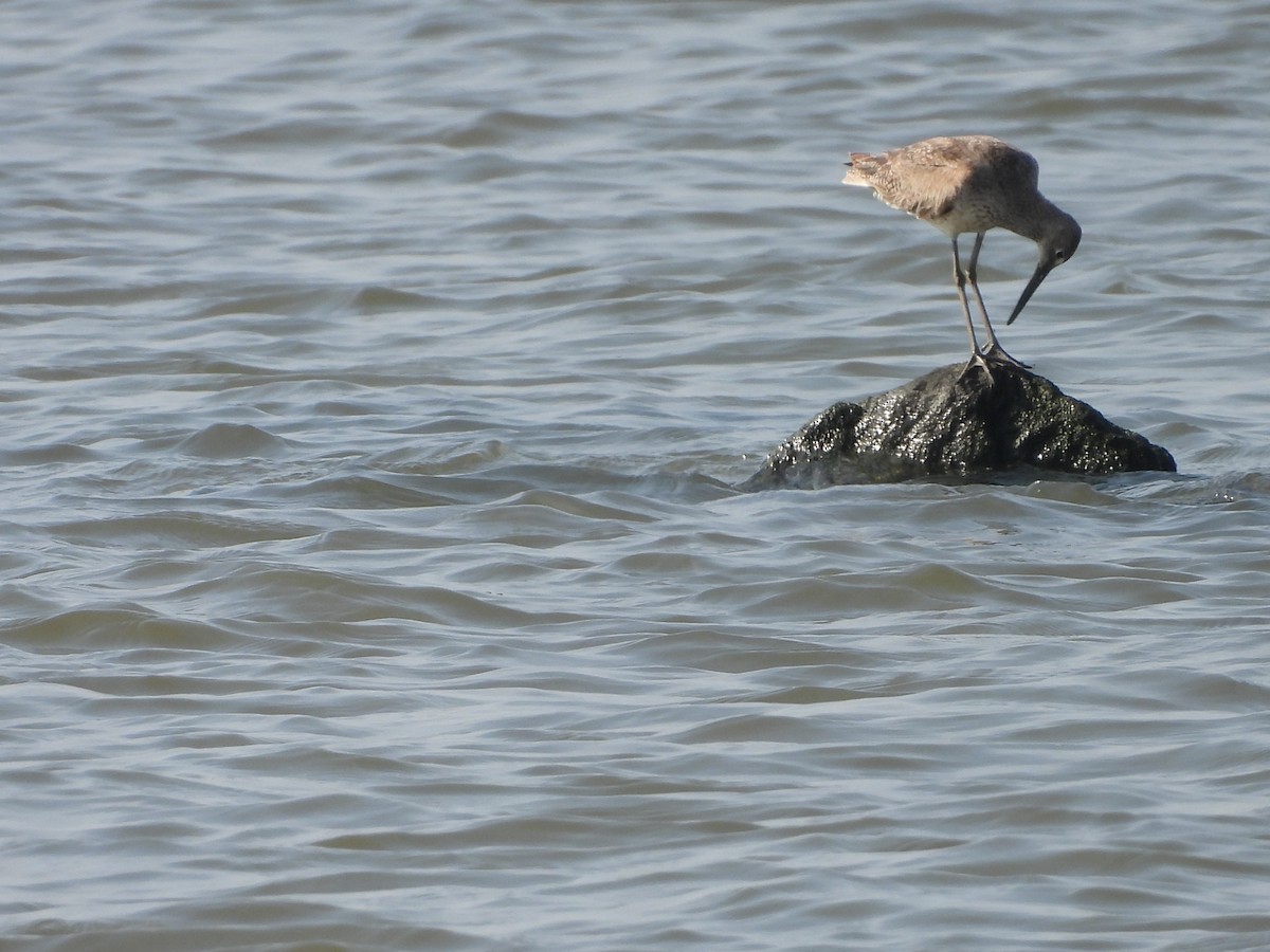 Willet - ML622090609