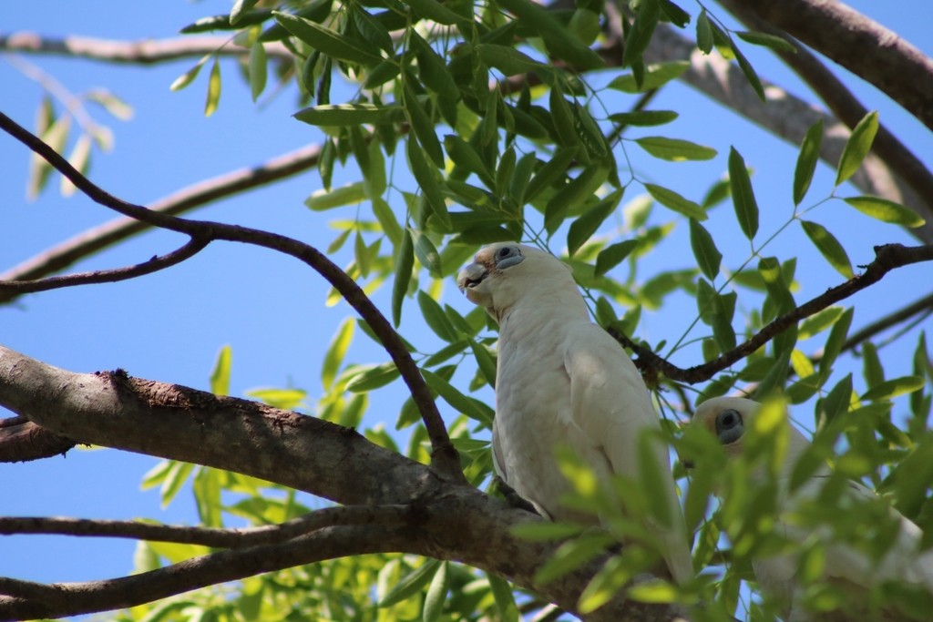 Little Corella - ML622090610