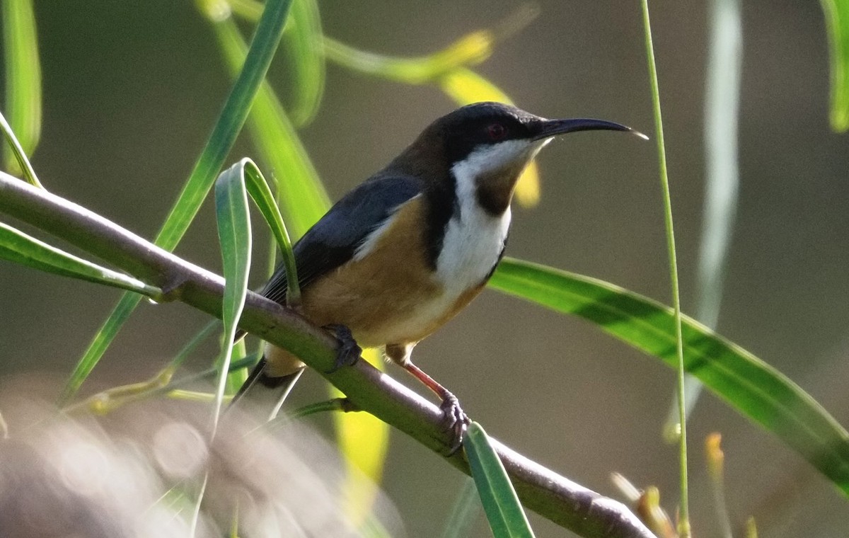 Eastern Spinebill - ML622090612