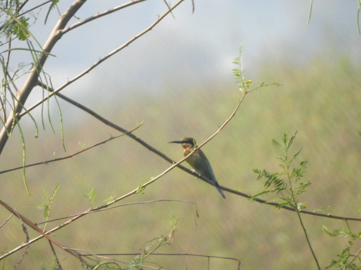 Blue-tailed Bee-eater - ML622090613