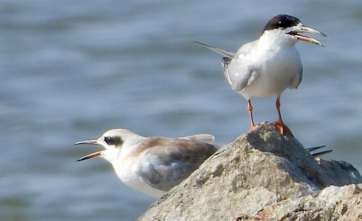 Forster's Tern - ML622090614