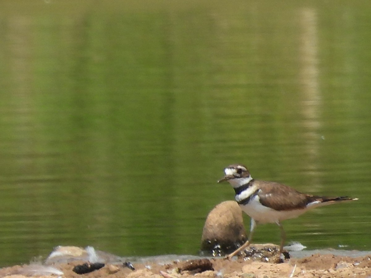 Killdeer - ML622090615