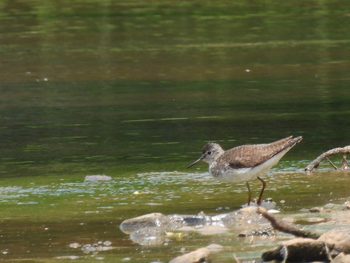 Solitary Sandpiper - Pat Whittle