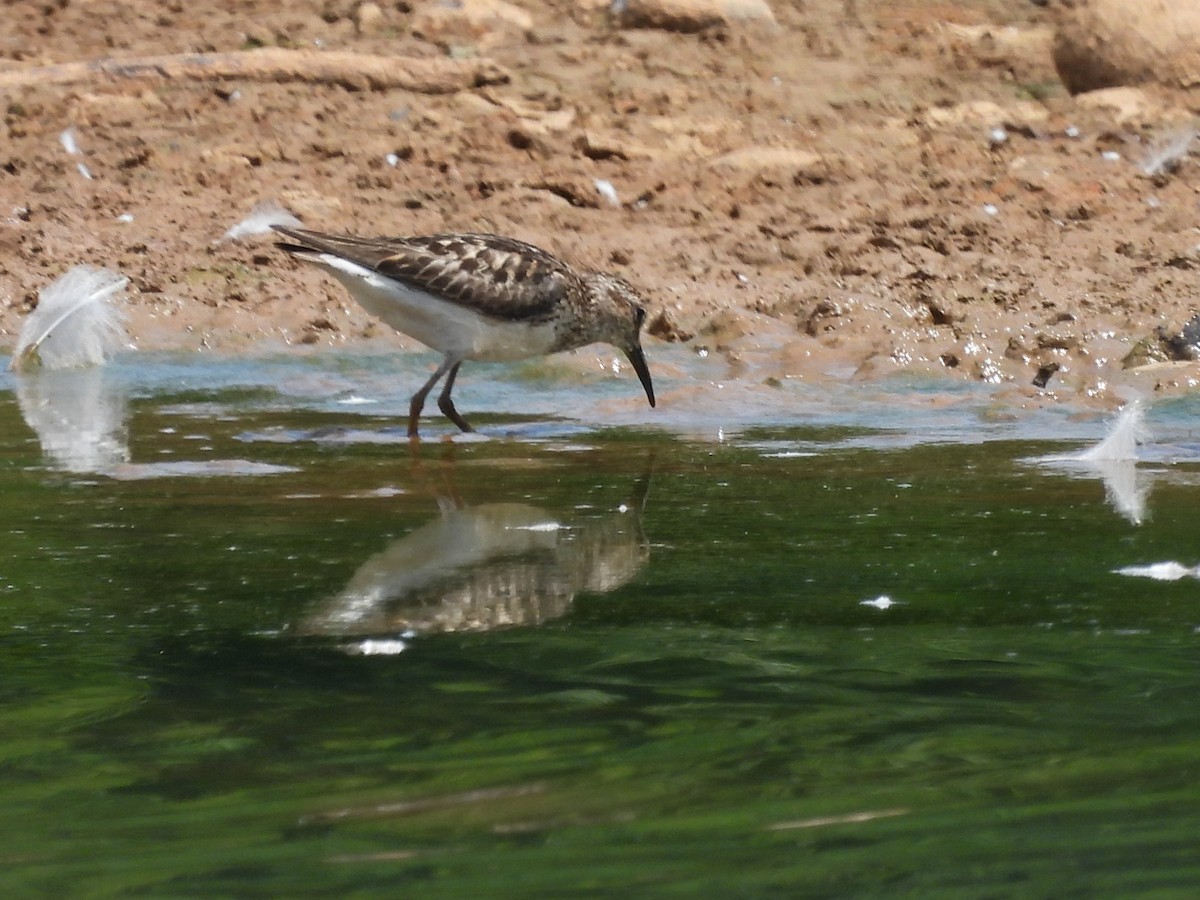 Least Sandpiper - ML622090617