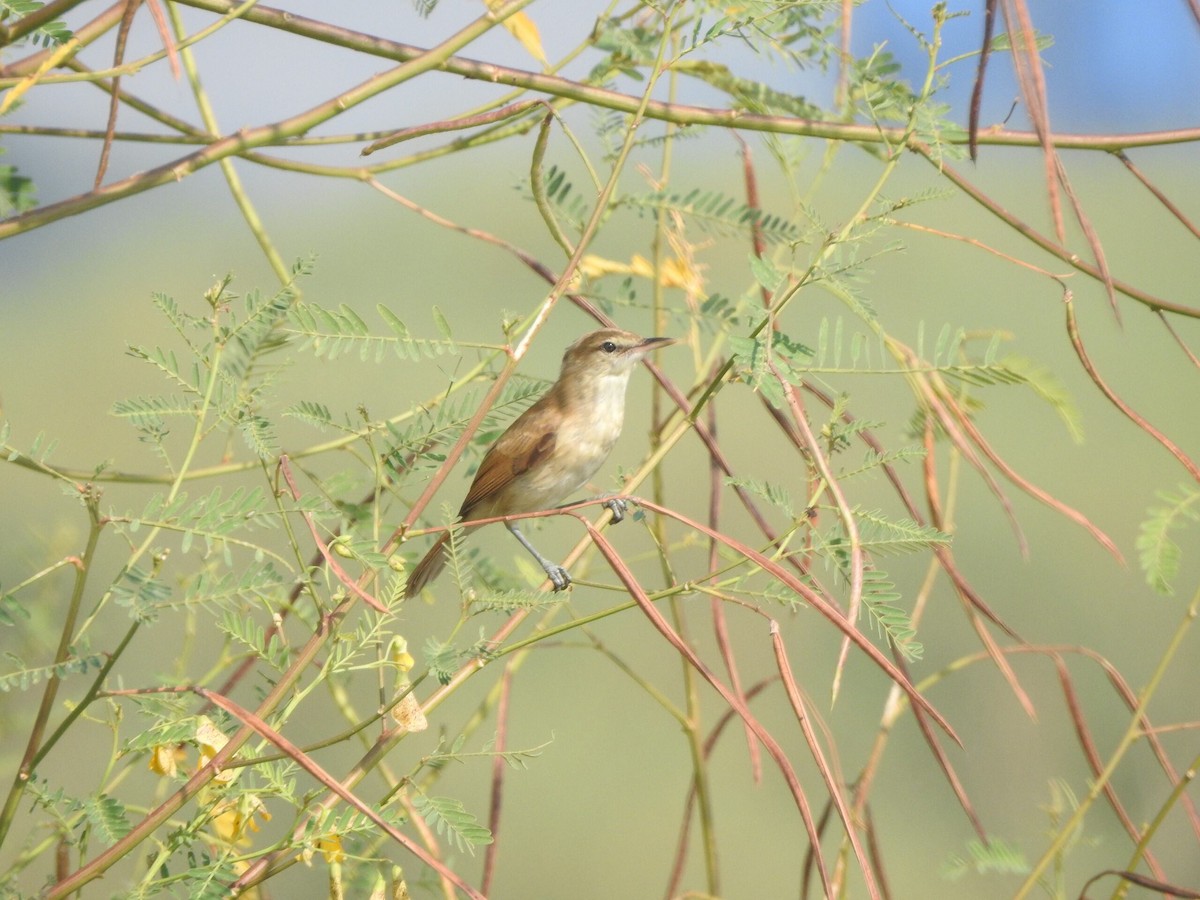 Clamorous Reed Warbler - ML622090619