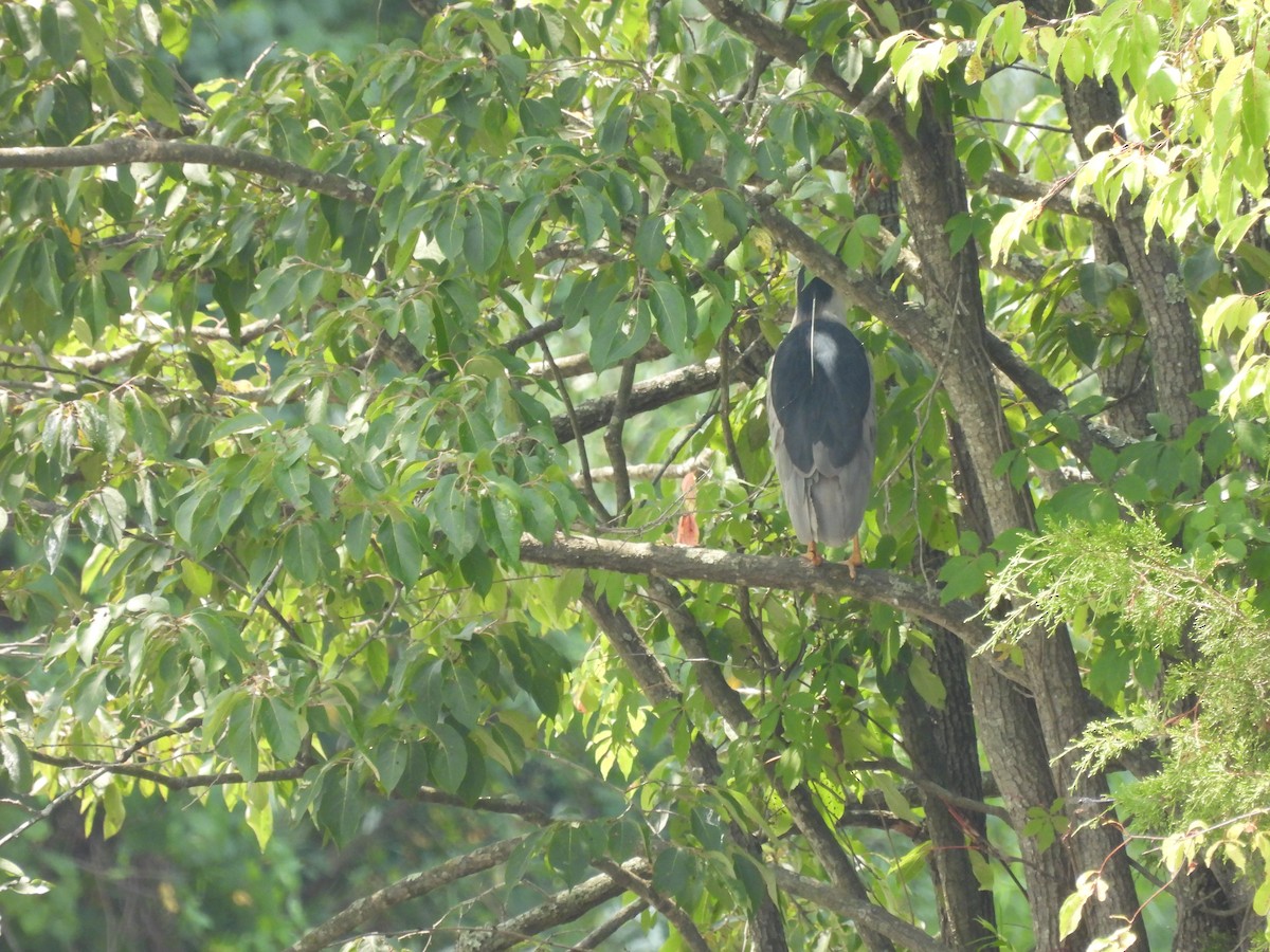 Black-crowned Night Heron - ML622090620