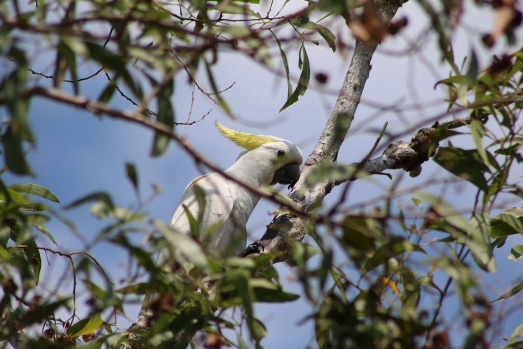 Sulphur-crested Cockatoo - ML622090621