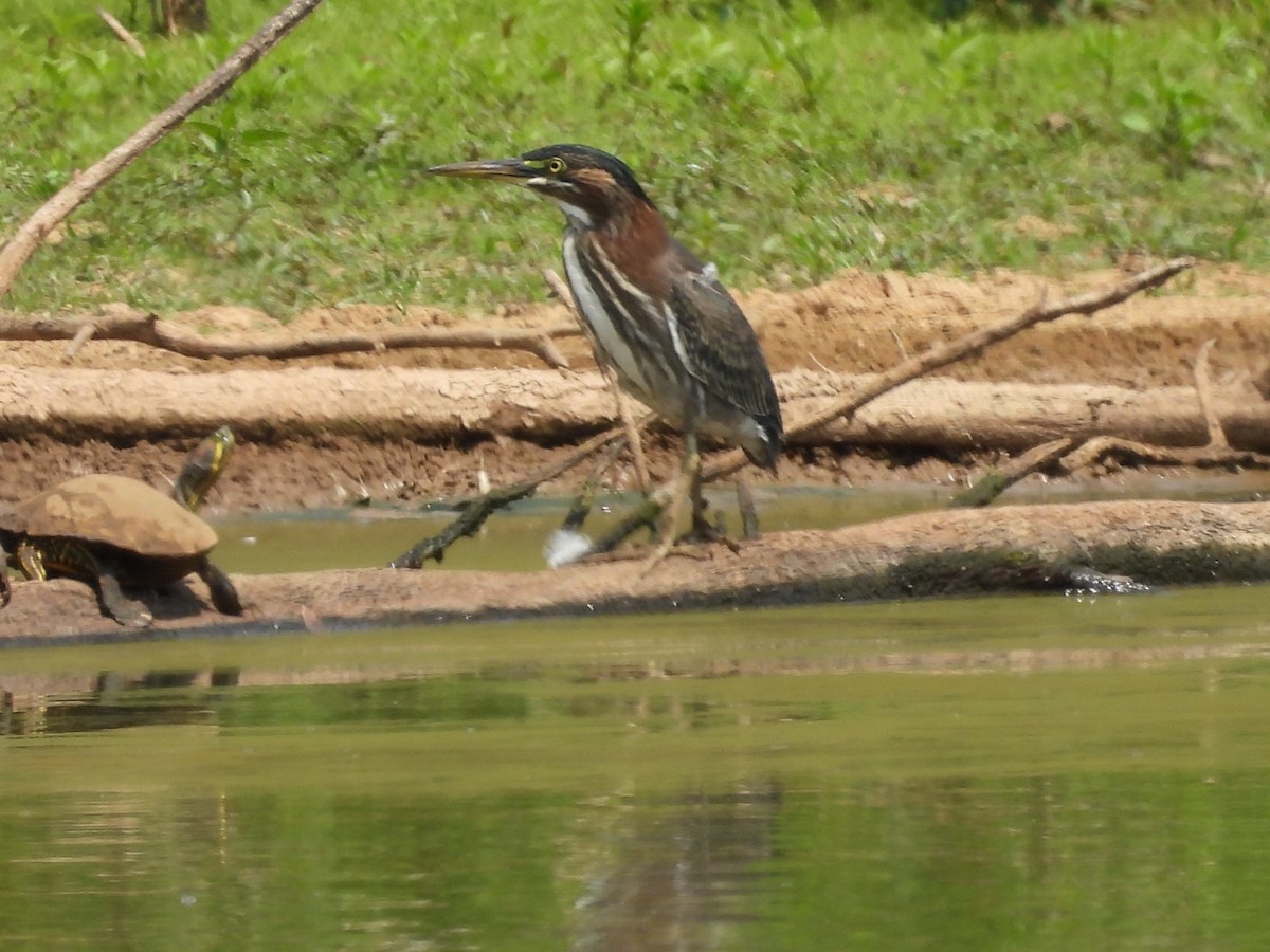 Green Heron - ML622090622