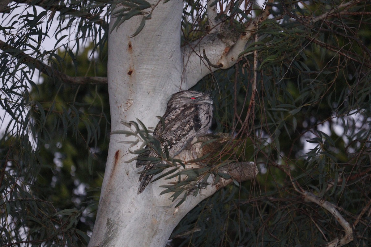 Tawny Frogmouth - ML622090623