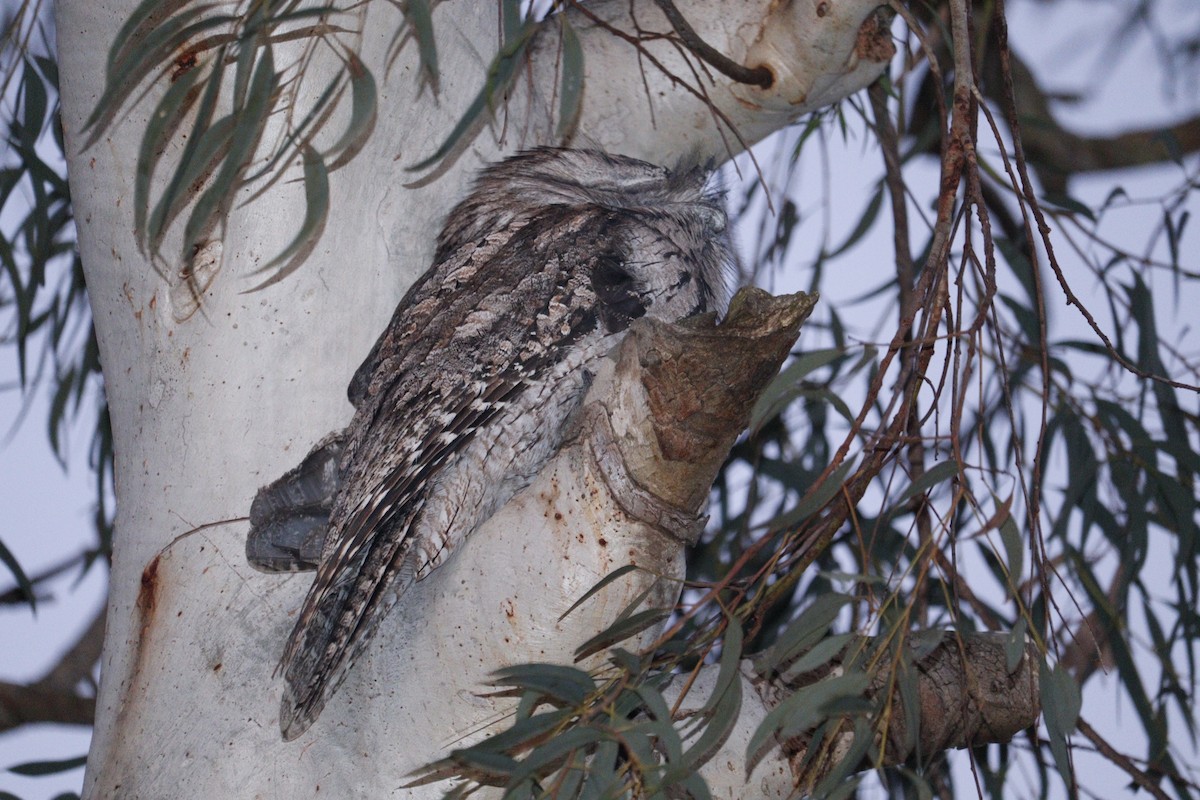 Tawny Frogmouth - ML622090624