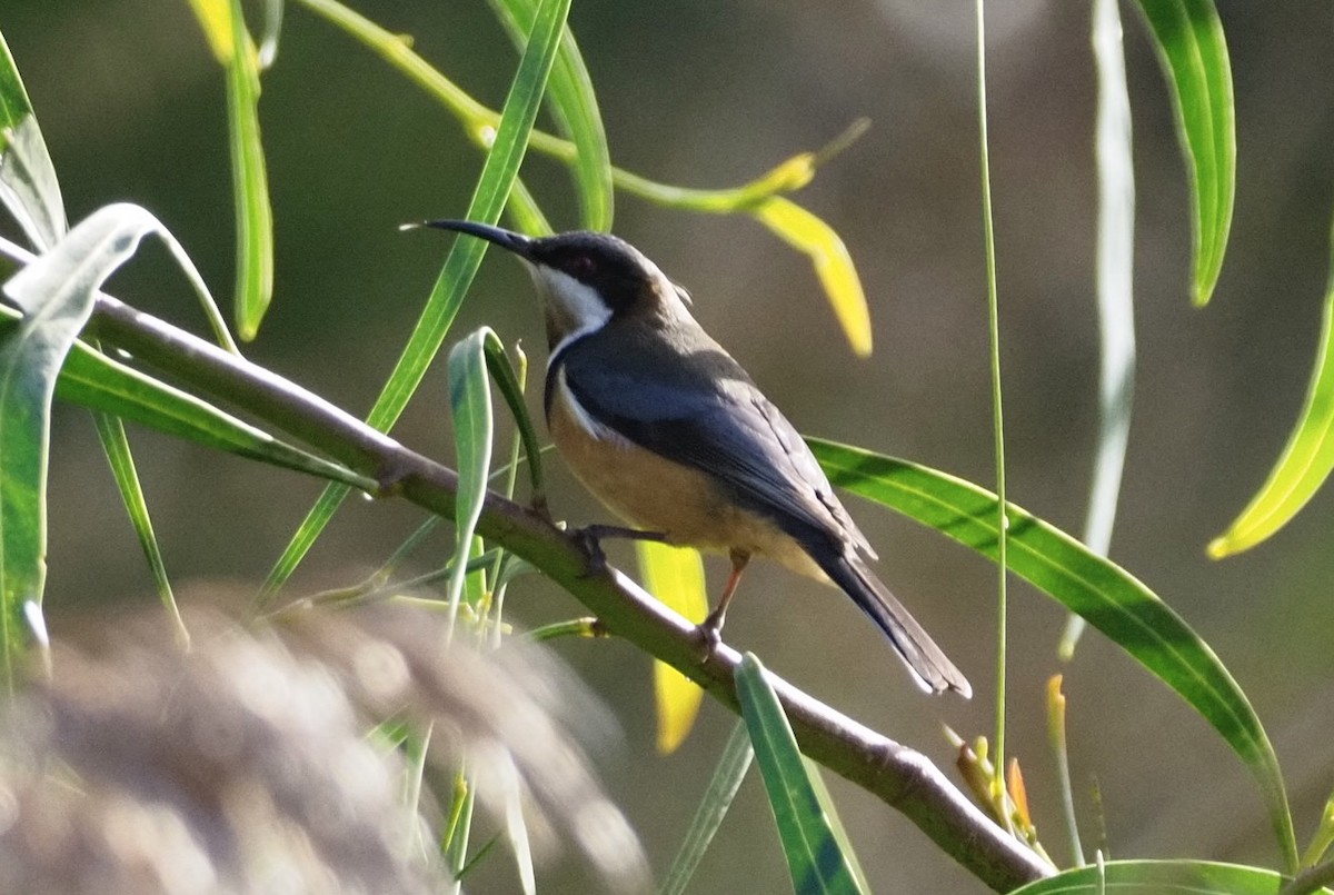 Eastern Spinebill - ML622090625