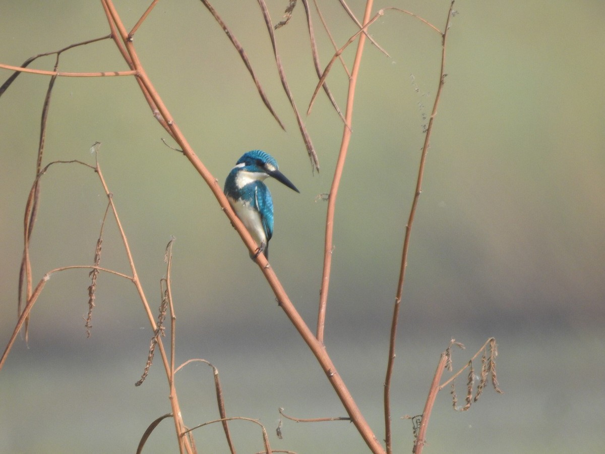 Small Blue Kingfisher - ML622090626
