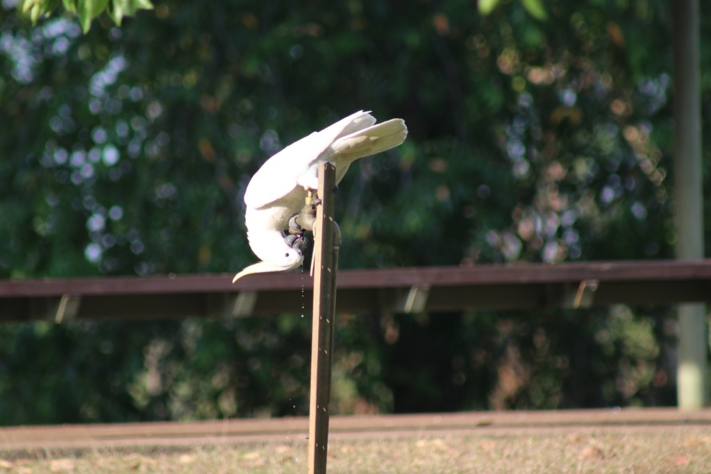 Sulphur-crested Cockatoo - ML622090628