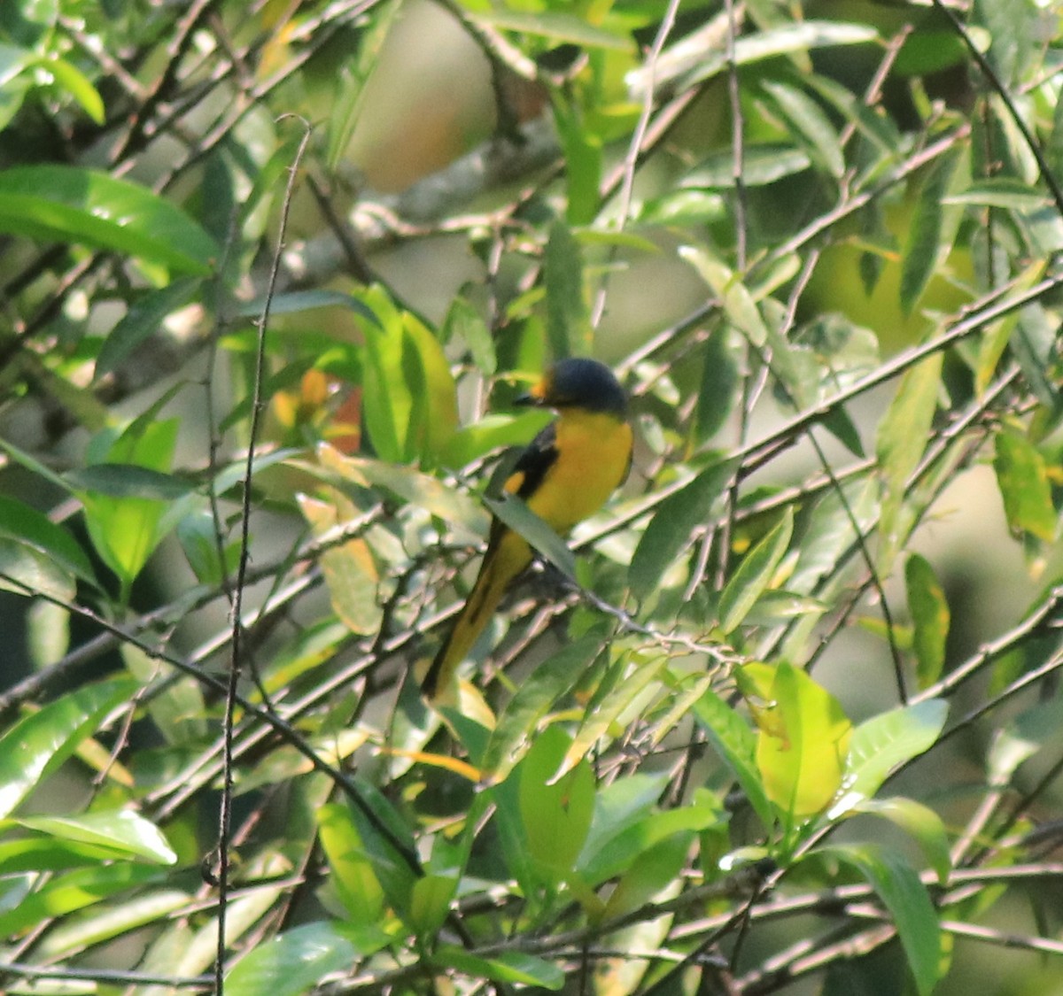 Orange Minivet - ML622090629