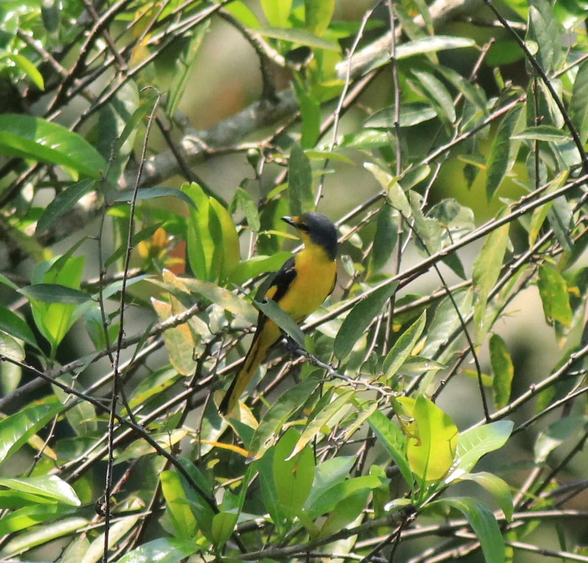 Orange Minivet - ML622090630