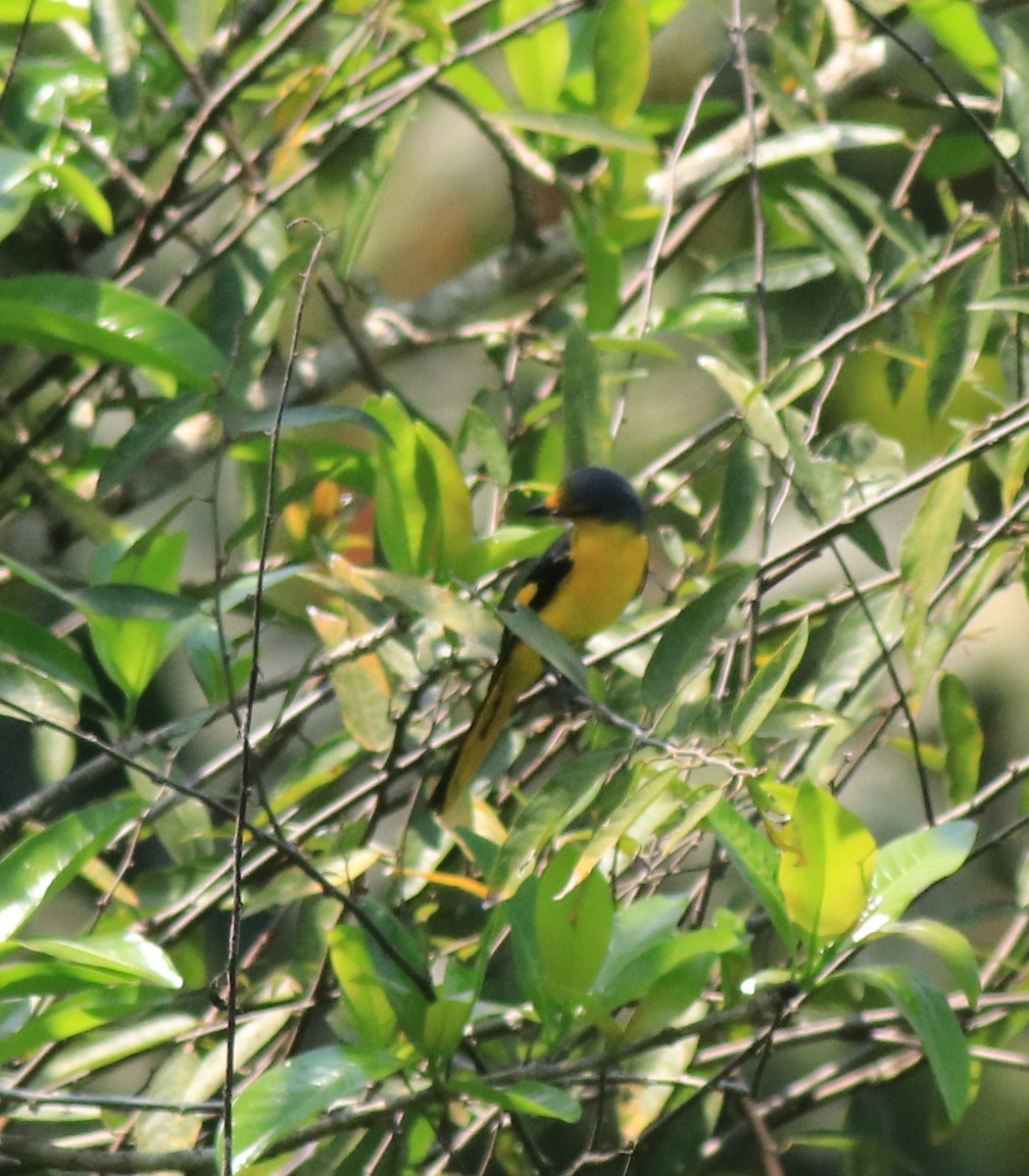 Orange Minivet - ML622090631