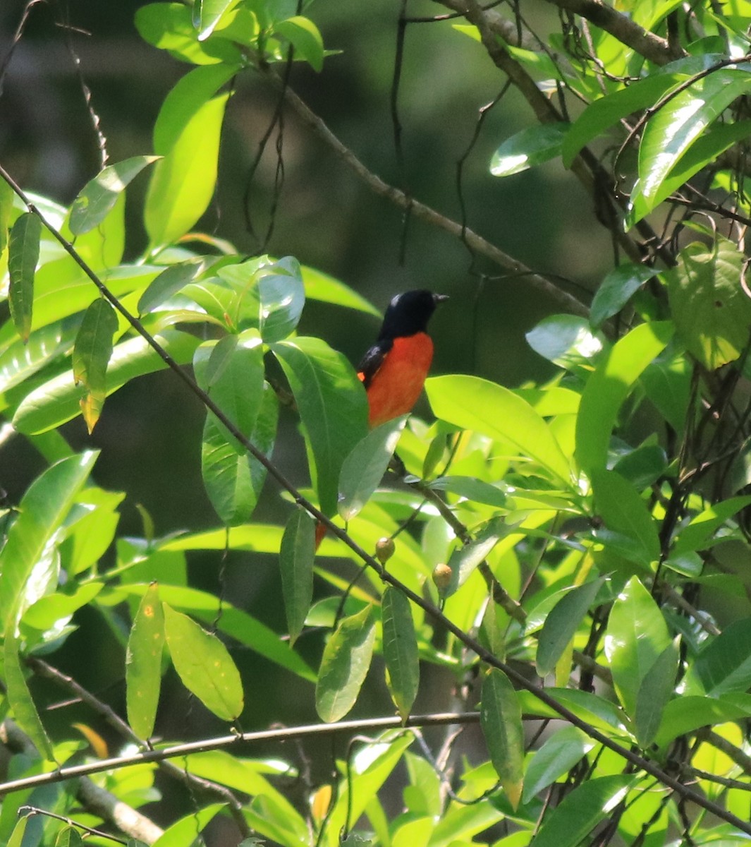 Orange Minivet - Afsar Nayakkan