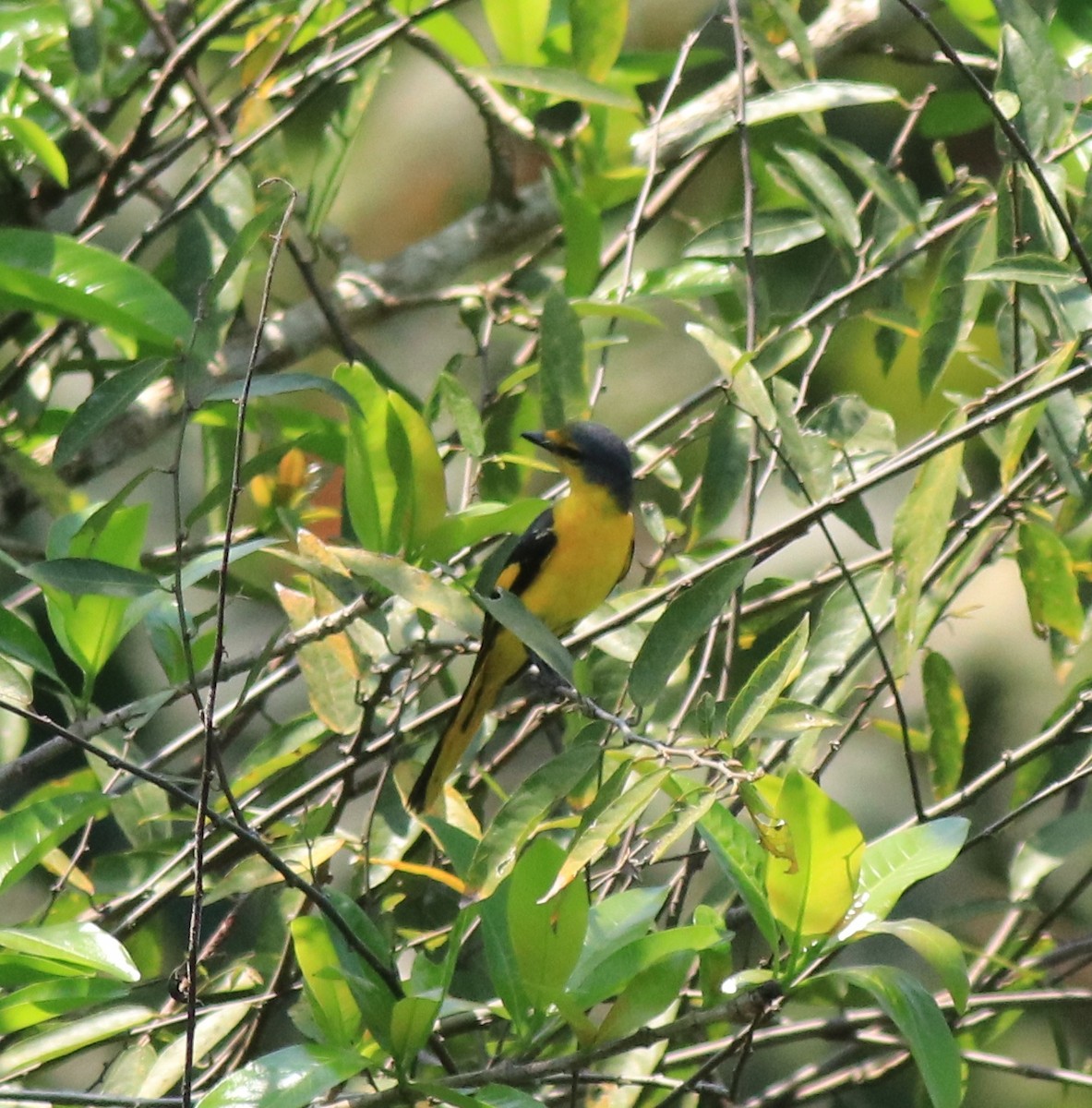 Orange Minivet - ML622090633