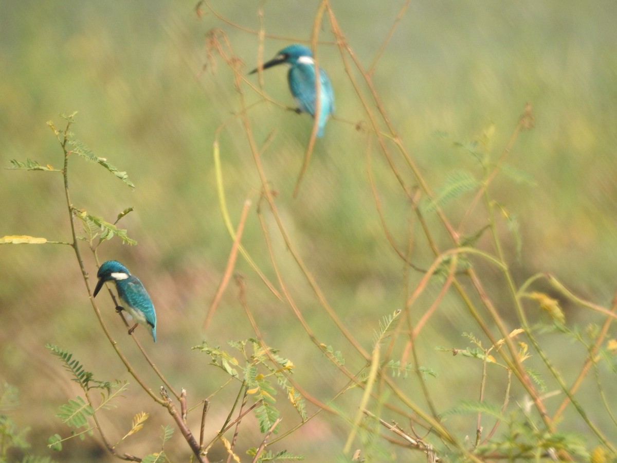 Small Blue Kingfisher - ML622090634