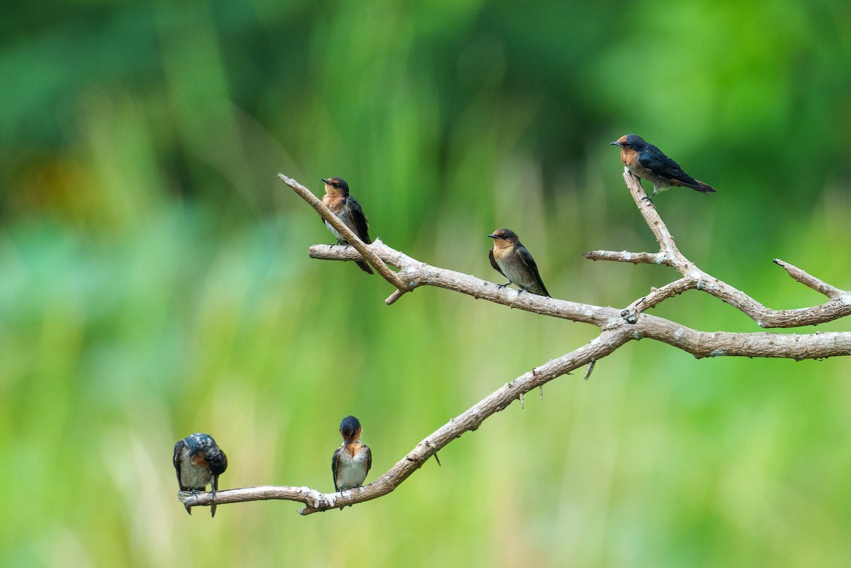 Pacific Swallow - ML622090635