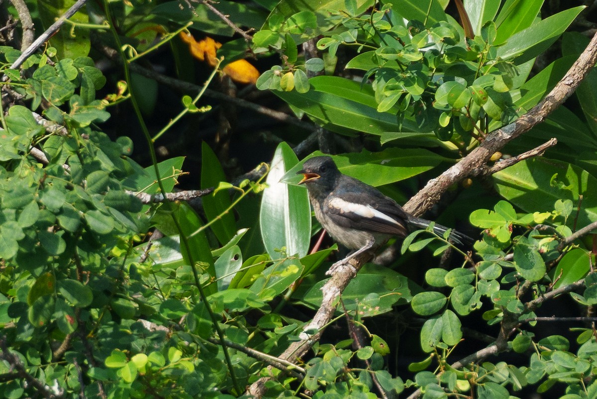 Oriental Magpie-Robin - ML622090636