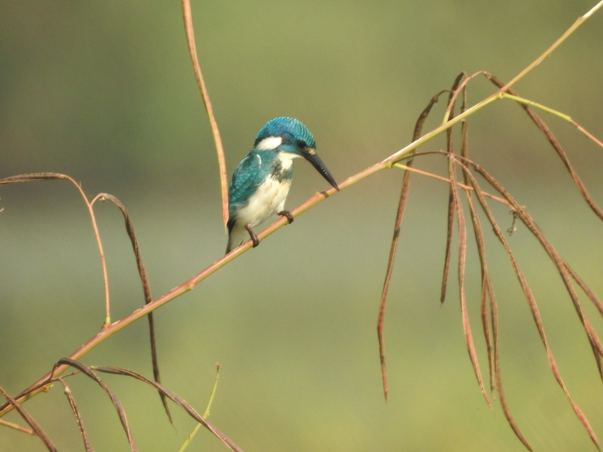 Small Blue Kingfisher - ML622090637