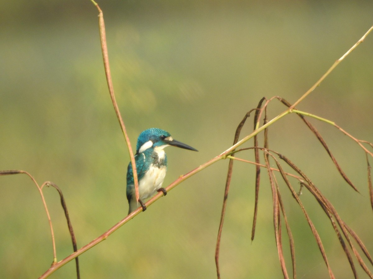 Small Blue Kingfisher - ML622090638