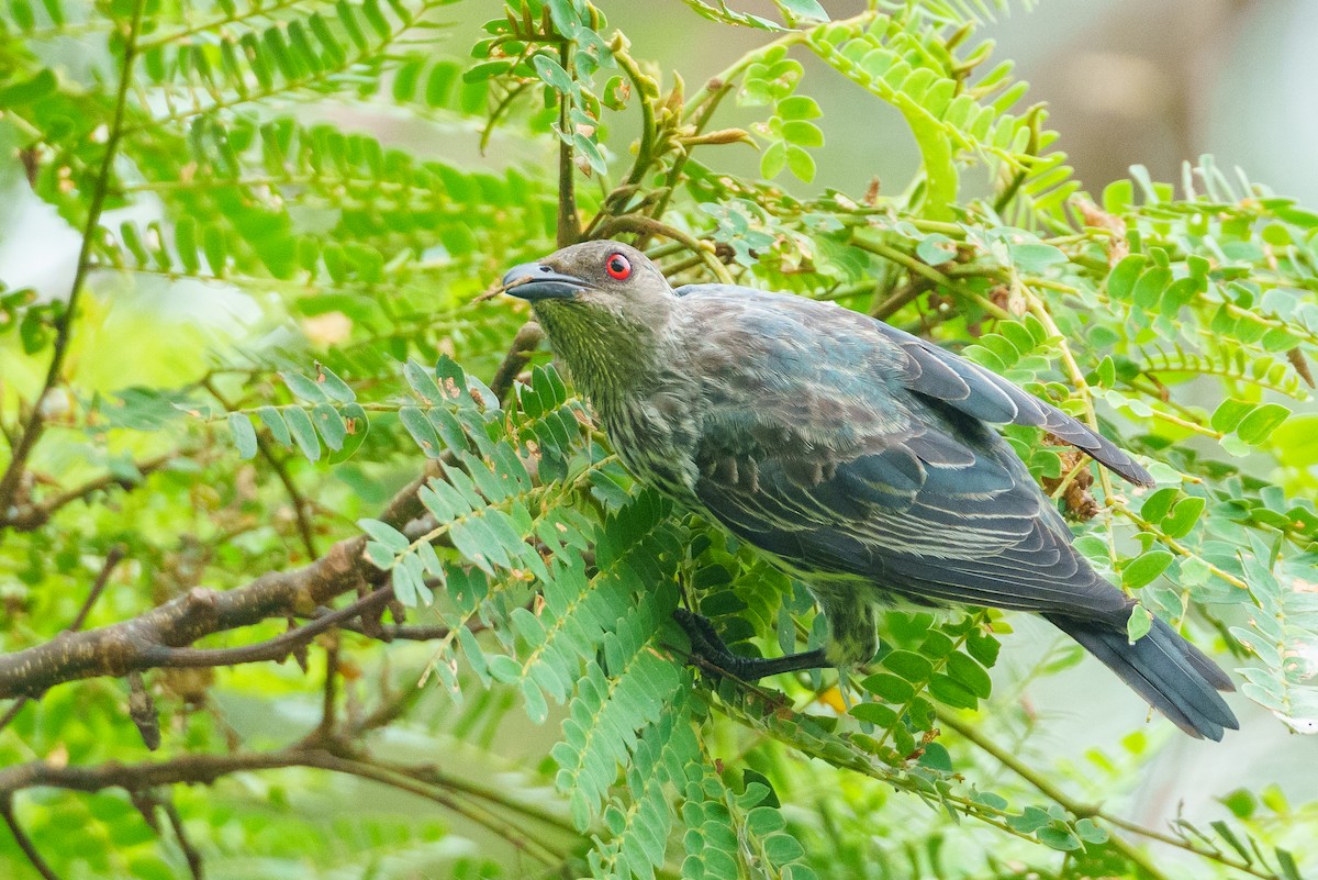 Asian Glossy Starling - Laurent Esselen