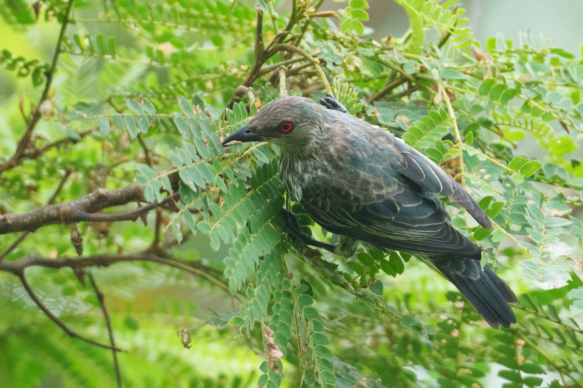 Asian Glossy Starling - ML622090640