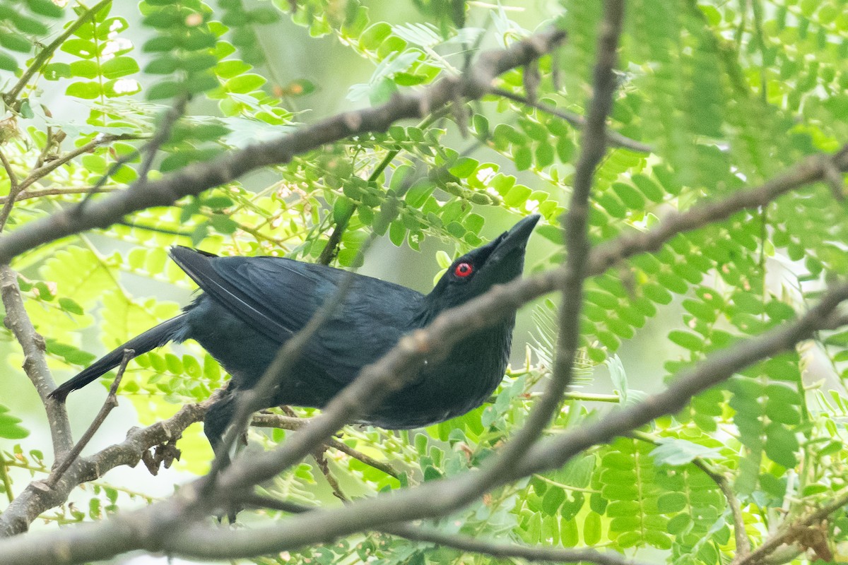 Asian Glossy Starling - ML622090641