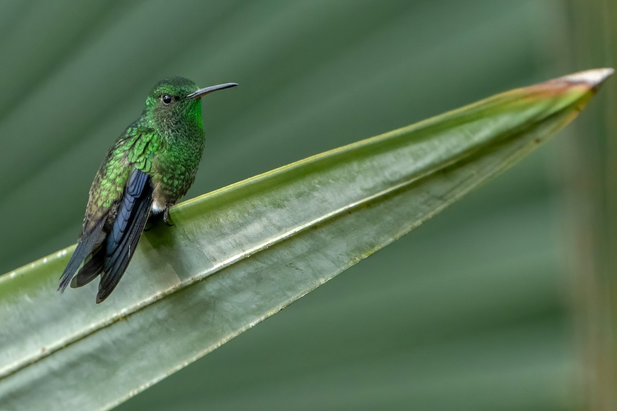 Western Emerald - ML622090642