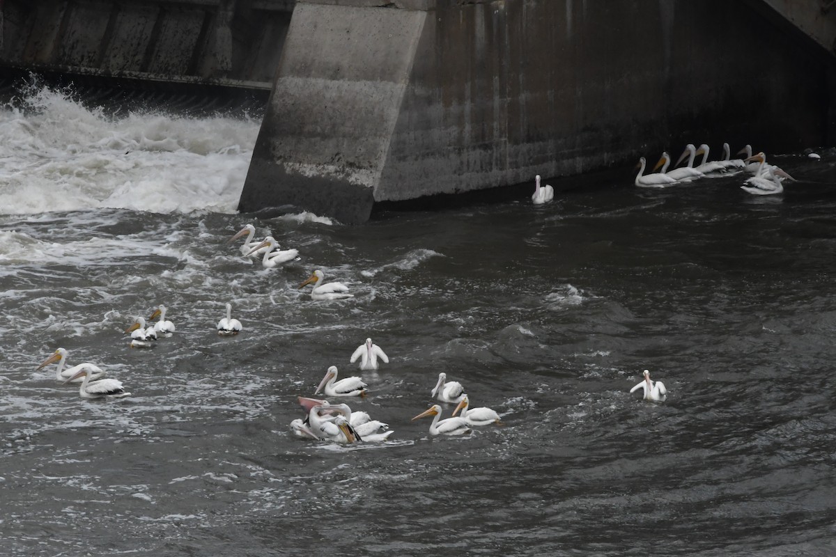 American White Pelican - ML622090643