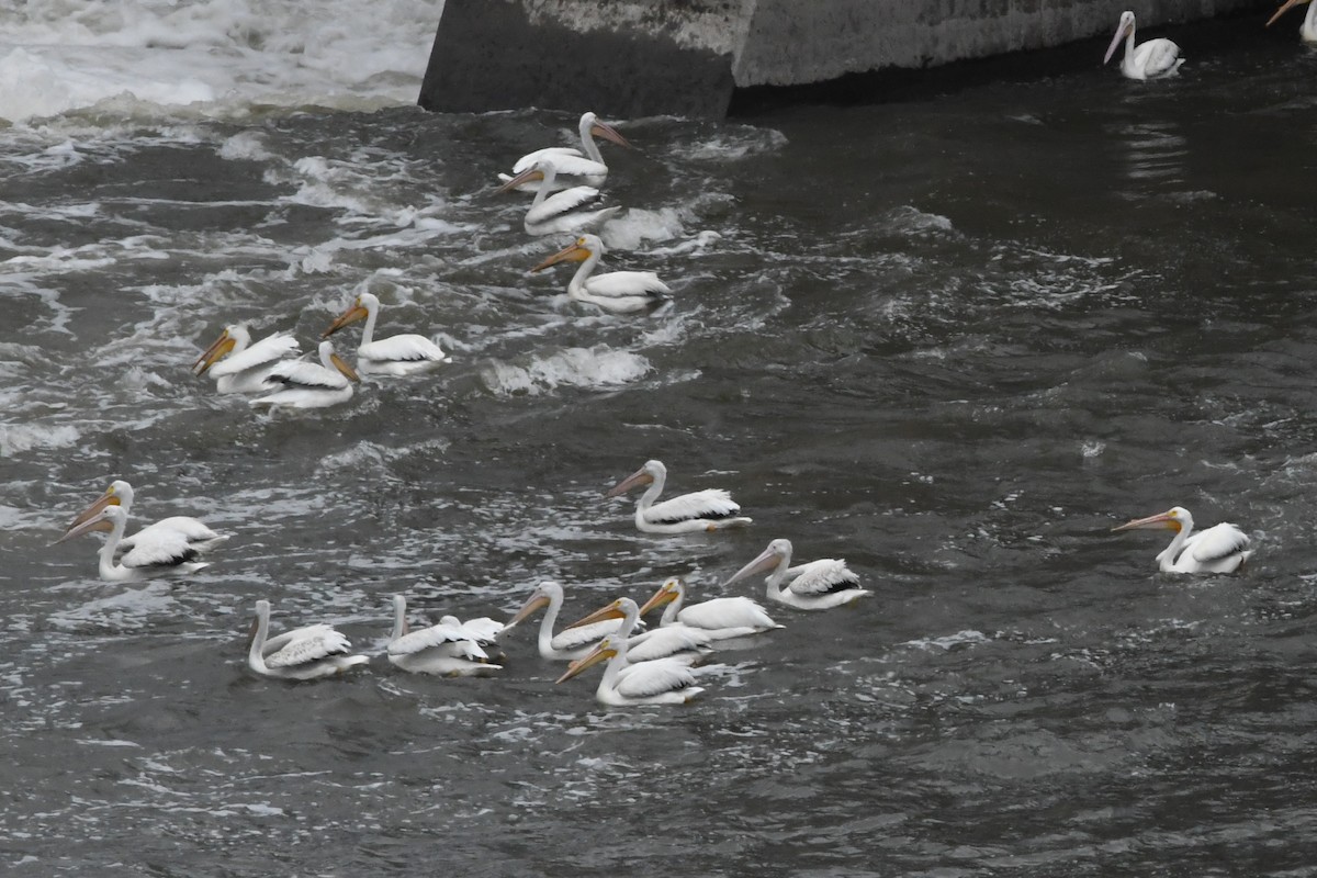 American White Pelican - Penguin Iceberg