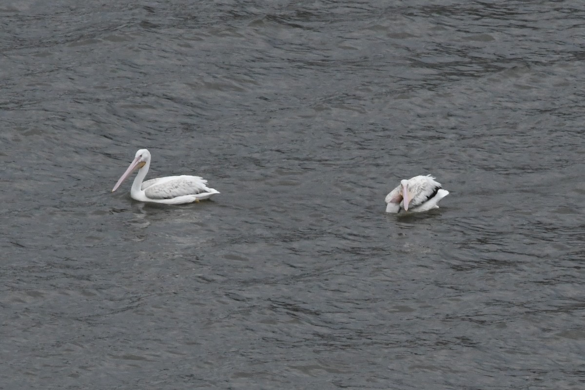 American White Pelican - Penguin Iceberg