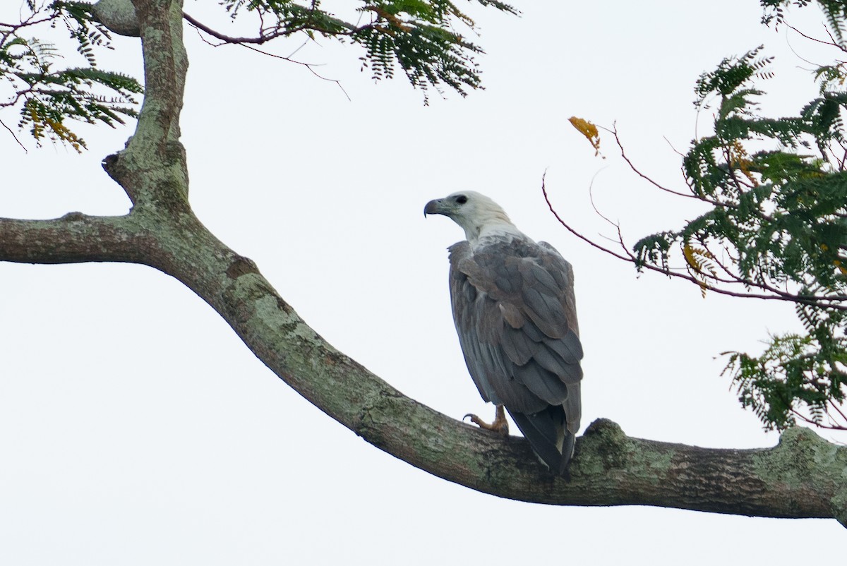 White-bellied Sea-Eagle - ML622090646