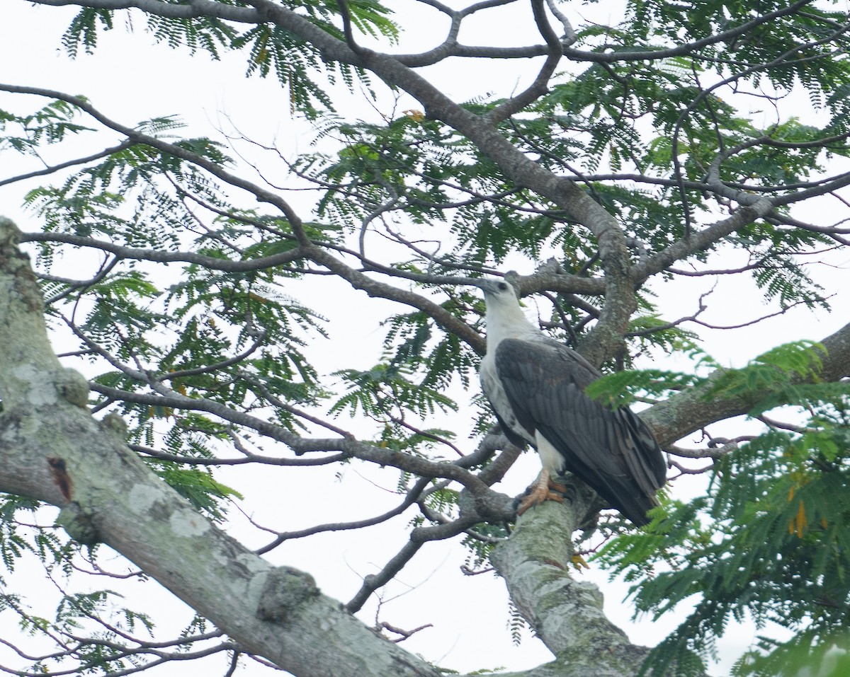 White-bellied Sea-Eagle - ML622090647