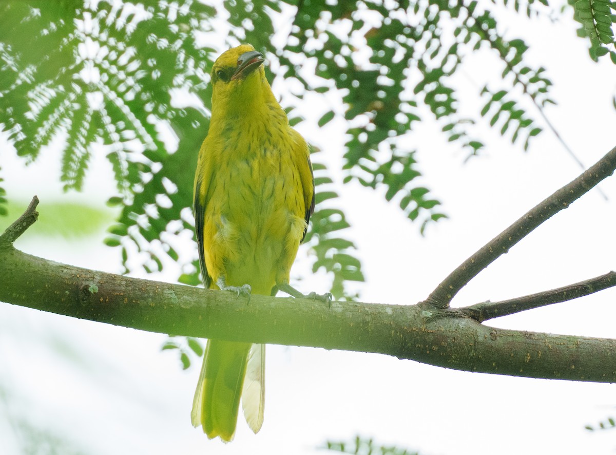 Black-naped Oriole - ML622090648