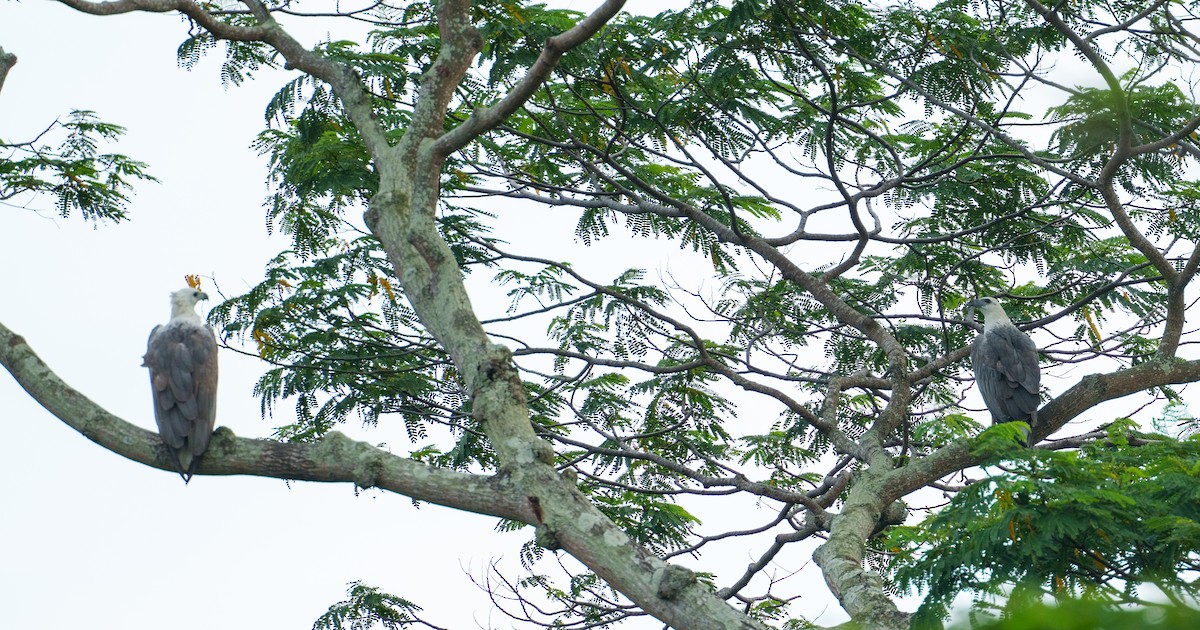 White-bellied Sea-Eagle - ML622090649