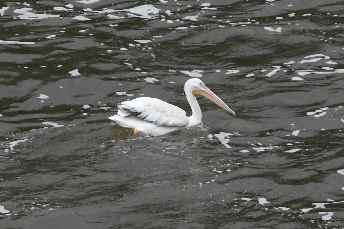 American White Pelican - ML622090650