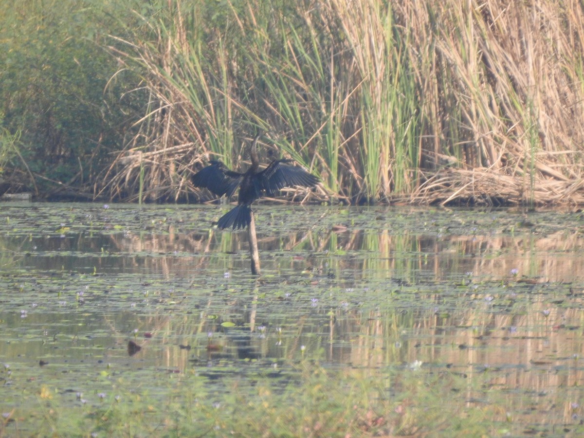 Oriental Darter - ML622090651