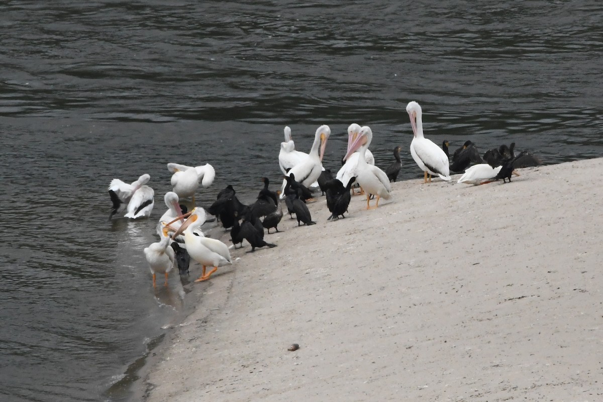 Double-crested Cormorant - ML622090652