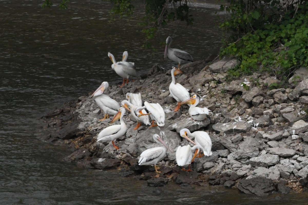 American White Pelican - ML622090653