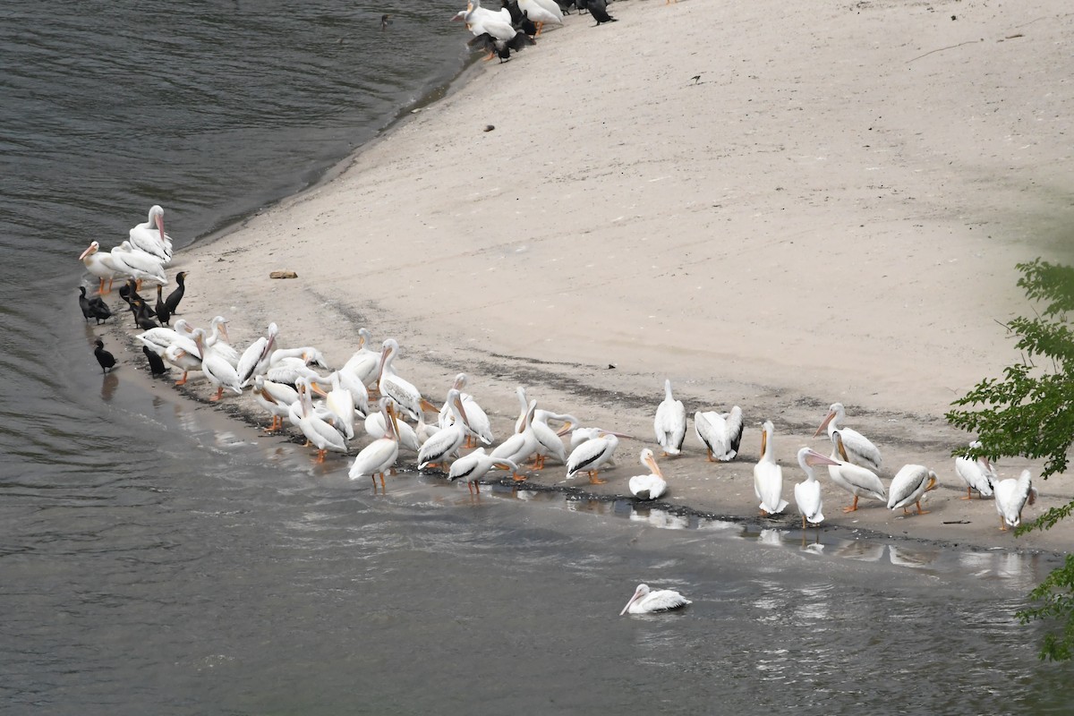 American White Pelican - ML622090654