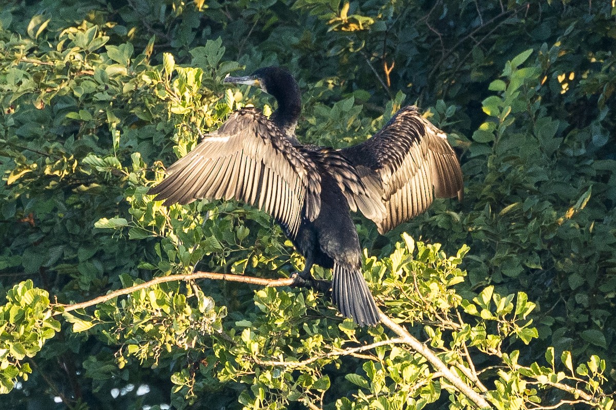 Great Cormorant - Stephen Wittkamp