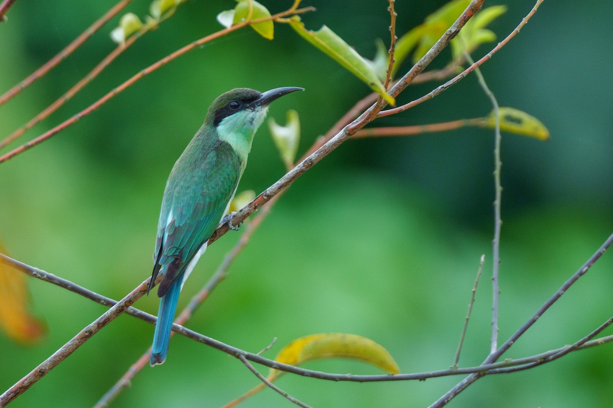 Blue-throated Bee-eater - ML622090656