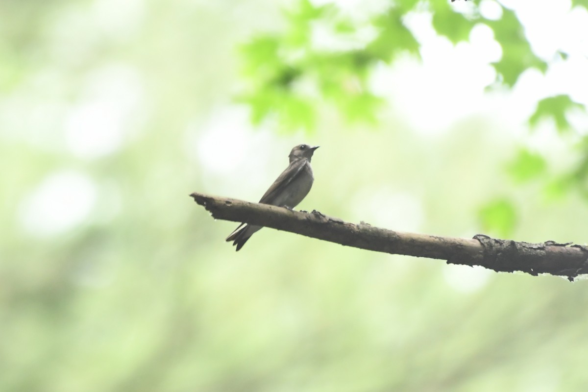 Northern Rough-winged Swallow - ML622090657