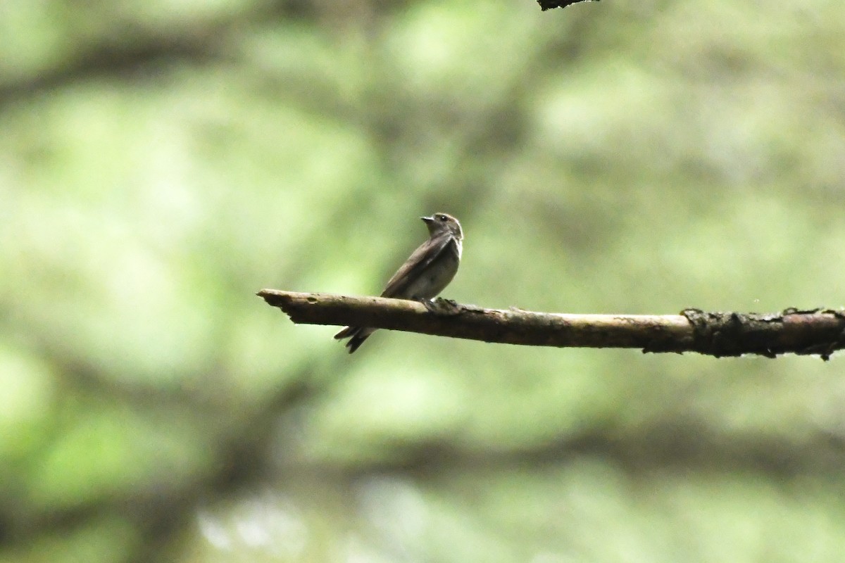 Northern Rough-winged Swallow - ML622090670