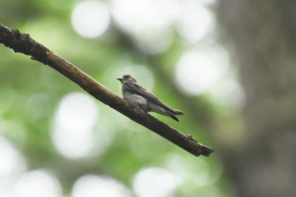 Northern Rough-winged Swallow - ML622090671