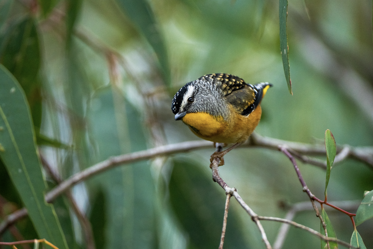 Spotted Pardalote - ML622090686