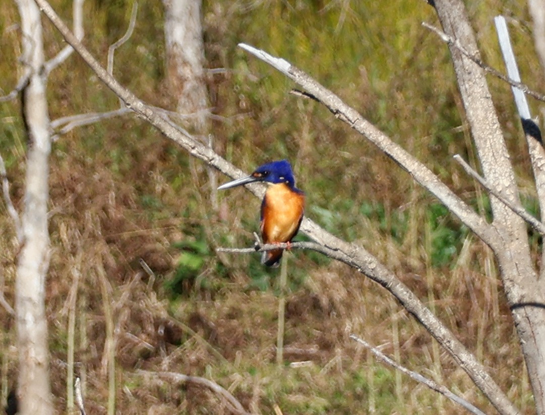 Azure Kingfisher - ML622090714